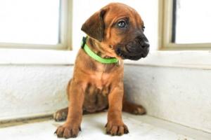 Rhodesian ridgeback litter for sale 2025 2026 now