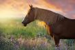 Equine Protection Constituents Urged to Maintain Contact With Congressional Members for Better Representation