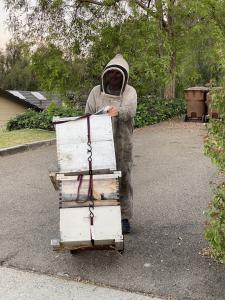 A beekeeper in a protective suit moves stacked wooden bee hives secured with straps along a residential driveway, ensuring the safe relocation of the colony.