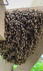  A large swarm of bees tightly packed together on a wooden structure, showing a developing hive in need of safe relocation.