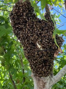 A dense cluster of bees swarming on a tree branch, creating a temporary hive in need of safe and humane removal.