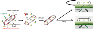 Electrocompetent Cells Market Trend 2025