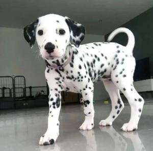 dalmatian dog for sale