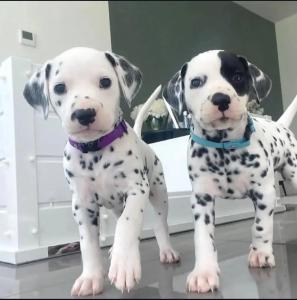 dalmatian for sale