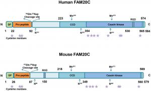 FAMTOC fig 1