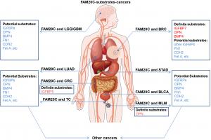 FAMTOC FIG 2