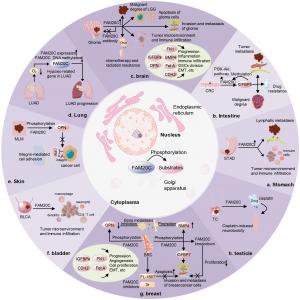 FFAMTOC FIG 3