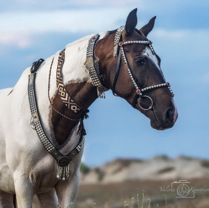 Kids Horse Riding