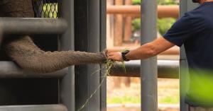 Scott Blais shares a quiet moment with Pupy, reinforcing trust and comfort ahead of her relocation to Elephant Sanctuary Brazil. (Photo courtesy of Global Sanctuary for Elephants)