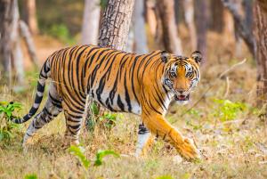 Tiger at Kabini National Reserve ITB 25