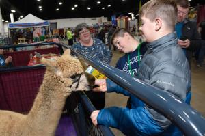 Alpaca Ring