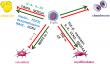 Highlighting the Role of Fibro-Adipogenic Progenitors in Muscle Regeneration and Degeneration