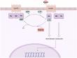 RGS12: A Key Regulator in Tissue Repair and Human Health