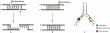 Unlocking the Power of DNA Exonucleases and Endonucleases in Immunity