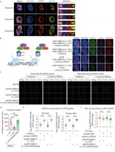 JMJD1C N-terminus mediates formation of RUNX1-DNA droplets.