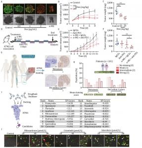 Translational study of RTN4 degrader for anticancer therapy.