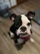 Rescue Dog Goomba's Heartwarming Journey: From Shelter to Recovery
