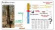 New Research Sheds Light on Furan Fatty Acids in Rubber Tree Latex