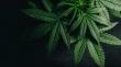 Cannabis Cultivation Market Is Booming Worldwide 2025-2032:Pacific Cannabis Growers,Inc, Atlas Global Brands,Aphria, Inc