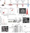 Apoptotic Vesicles Loaded Fibrous Scaffolds Promote Wound Healing