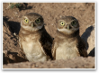 TINY OWL APARTMENTS BENEATH THE ARIZONA DESERT: NATIONAL GEOGRAPHIC SPOTLIGHTS WILD AT HEART’S MISSION