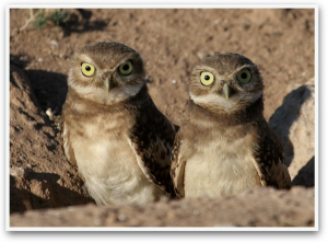 Two Burrowing Owls outside there underground burrow