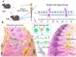 Decoding bone health: single-cell insights into type 2 diabetes
