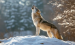 WolfMind Neuro Opens on the Spring Equinox—Harnessing the Brain’s Potential in a Distracted World