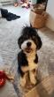 Technology Helps Retrieve Lost Dog in West Vancouver
