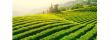 Chinese Green Tea: Ancient Tradition Meets Proven Health Benefits