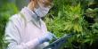 Cannabis Testing Services Market Is Booming Worldwide 2025-2032: Praxis Laboratory, Digipath Inc., Triverity Analytical