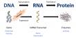 Proteomics Market Projected To Witness Substantial Growth, 2025-2032: Bio-Rad Laboratories, Inc., GE Healthcare, Bruker