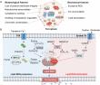 Traditional Chinese Medicine Unlocks New Potential in Treating Diseases Through Ferroptosis Regulation