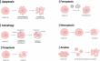 New Avenues in Breast Cancer Treatment: The Role of Ubiquitin-Specific Proteases in Programmed Cell Death
