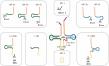 New Insights into tRNA-Derived Small RNAs Offer Hope for Digestive Tract Disease Diagnosis and Treatment