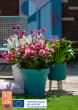 Planting Beyond the Ordinary: Summer Bulbs in Container Gardens