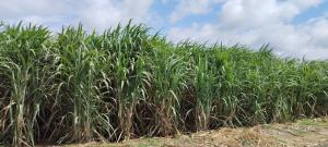 Sugarcane Farming - EID Parry