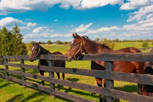 Horses standing at fence on Ocala Horse Farm