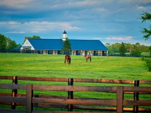 Horses in paddock on Ocala horse farm