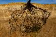 Root Barriers: An Effective Solution for Tree-Related Property Damage