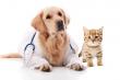 Pet Insurance Market Set to Witness Significant Growth by 2025-2032: Medibank Private ltd, Petplan, Oneplan Insurance