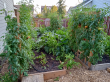 Research confirms growing vegetable and herb gardens in raised beds built with preserved wood is completely safe