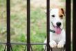 Preventing Pets from Digging Under Fences: Effective Solutions for Secure Yards