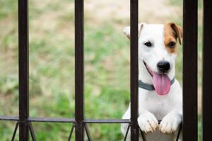 Rising veterinary costs across the United States have led many pet owners to consider insurance coverage for their animals