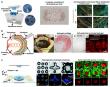 From sound to structure: how acoustic technologies are shaping the future of tissue engineering