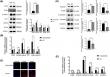 New insights into hypospadias: SOX9's role in urethral formation revealed
