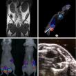 Small Animal Imaging Market Set to Witness Significant Growth by 2025-2032: Bruker, Aspect Imaging Ltd, TriFoil Imaging