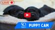 Canine Companions Celebrates National Puppy Day All Week Long With Live Puppy Cam Starting March 21