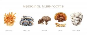 Medicinal Mushroom Market growth, trend