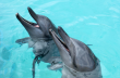 THE DOLPHIN COMPANY PRESENTA DOLPHIN DISCOVERY CANCÚN